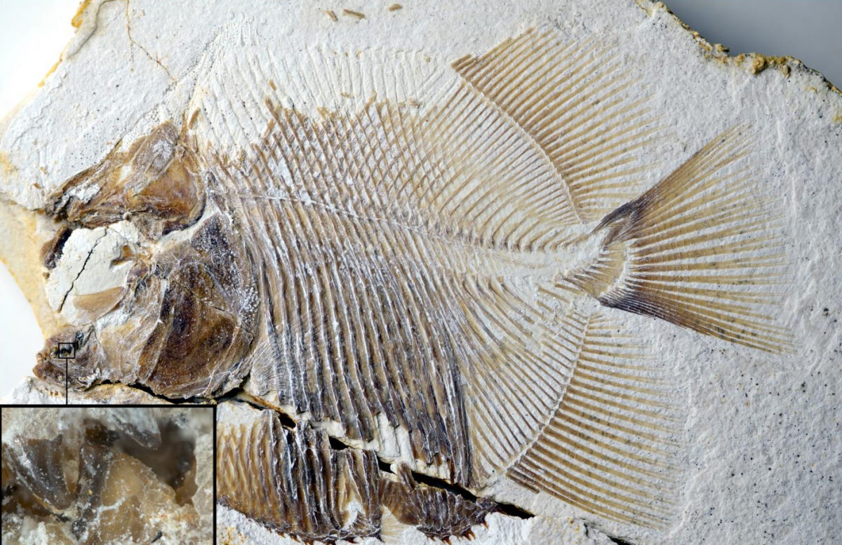 This image shows a new piranha-like fish from Jurassic seas with sharp, pointed teeth that probably fed on the fins of other fishes. From the time of dinosaurs and from the same deposits that contained Archaeopteryx, scientists recovered both this flesh-tearing fish and its scarred prey. Credit: M. Ebert and T. Nohl