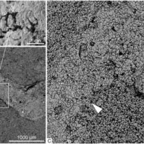 Siberian paleontologists discovered the oldest macro-skeleton remains