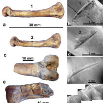 Humans may have colonized Madagascar later than previously thought