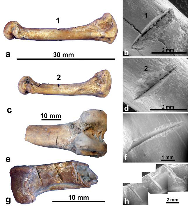 This is a Taolambiby cut-marked bone dated to 1200 years ago. Credit: Anderson et al., 2018