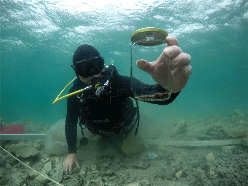 Underwater excavations have yielded hundreds of pits allowing for safer assumptions by archaeologists. Photo Credit; HINA/University of Zadar Department of Archaeology.