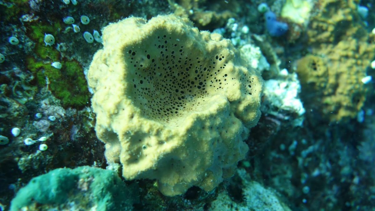 An underwater picture of the modern demosponge species Rhabdastrella globostellata, which make the same 26-mes steroids that the researchers found in ancient rocks. Credit: Paco Cárdenas