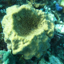 Oldest evidence for animals found by UCR researchers