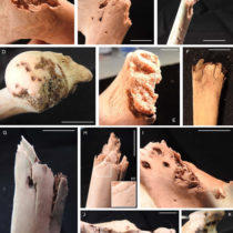 Small carnivores might be the most destructive in archaeological sites