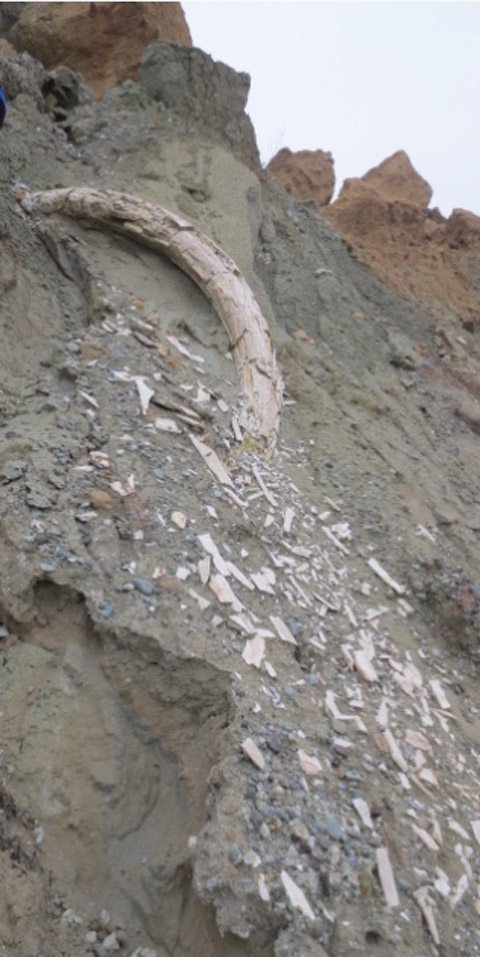 The 2-meter-long tusk found at the Amyntaio mine (photo: Municipality of Eordaia). 
