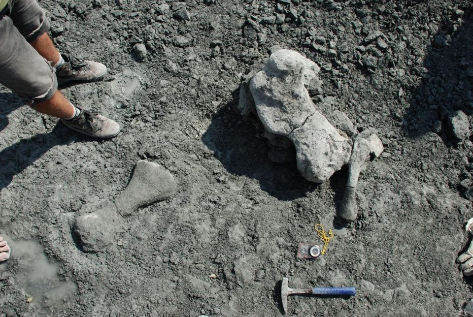 Limb bones of dicynodont, Lisowice locality, Silesia, Poland. Credit : Grzegorz Niedzwiedzki