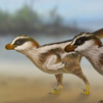 Tiny raptor tracks lead to big discovery