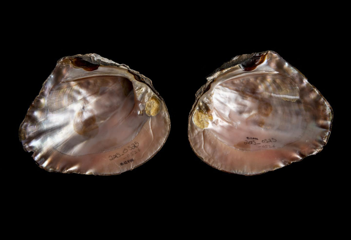 Mussels' rich colors fade over time. Seeing fresh examples of the archaeological specimens helped Sharpe and Emery understand why the Maya favored certain species for ornamentation.
Credit: Florida Museum photo by Kristen Grace