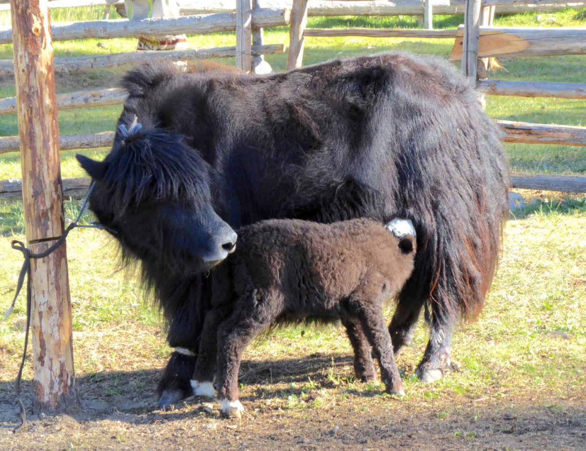 Many dairy livestock species, including cattle and yaks, were brought to Mongolia in prehistory.
Credit: Christina Warinner