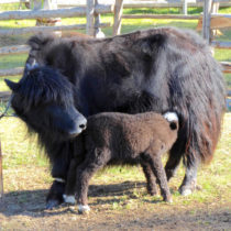 Oldest evidence of dairying on the East Asian Steppe