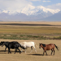 Major corridor of Silk Road already home to high-mountain herders over 4,000 years ago