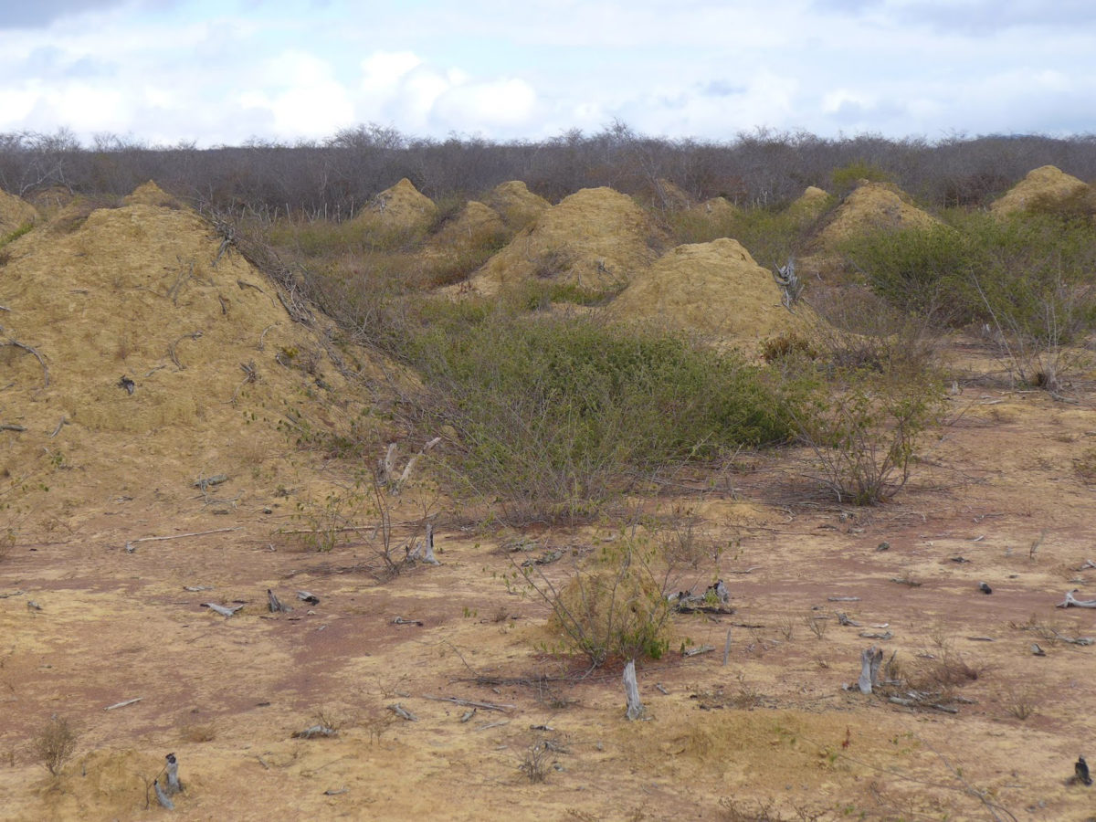 Mound fields: The mounds are found in dense, low, dry forest caatinga vegetation 
and can be seen when the land is cleared for pasture. Credit: Roy Funch.