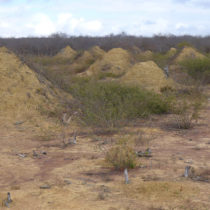 4,000-year-old termite mounds found in Brazil are visible from space