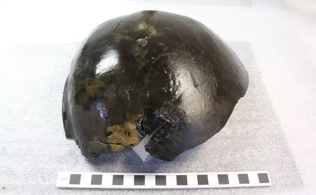 A substantial portion of the wooden bowl lying on its side with the rim to the left. Credit: The University of the Highlands and Islands Archaeology Institute