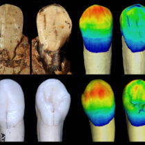 The hominins of Sima de los Huesos are drawing ever closer to the Neanderthals