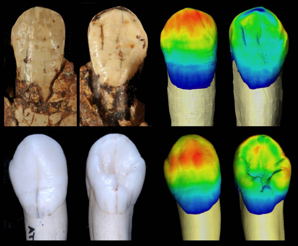 Fossil teeth/García Campos et al.