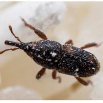 Ancient Japanese pottery includes an estimated 500 maize weevils