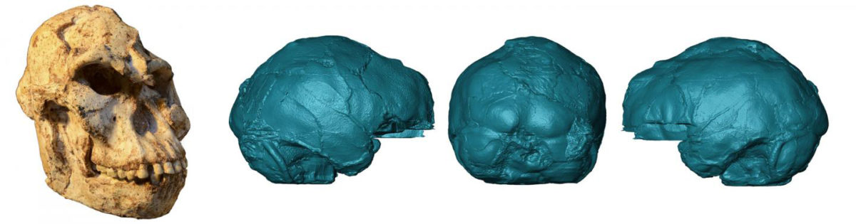 Virtual rendering of the brain endocast of 