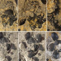 Flowers originated 50 million years earlier than previously thought