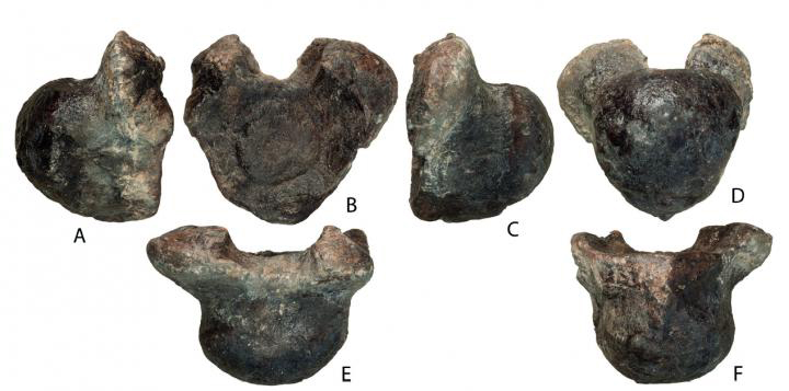 Volgatitan simbirskiensis anterior caudal vertebra (holotype), in right lateral (A), anterior (B), left lateral (C), posterior (D), dorsal (E), and ventral (F) views; photographs. Credit: Alexander Averianov and Vladimir Efimov
