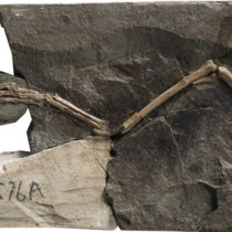 Medullary bone found in Cretaceous birds