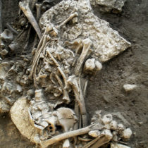 An ancient strain of plague may have led to the decline of Neolithic Europeans