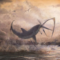 Fossil evidence suggests fearsome shark ‘took down’ flying pterosaur