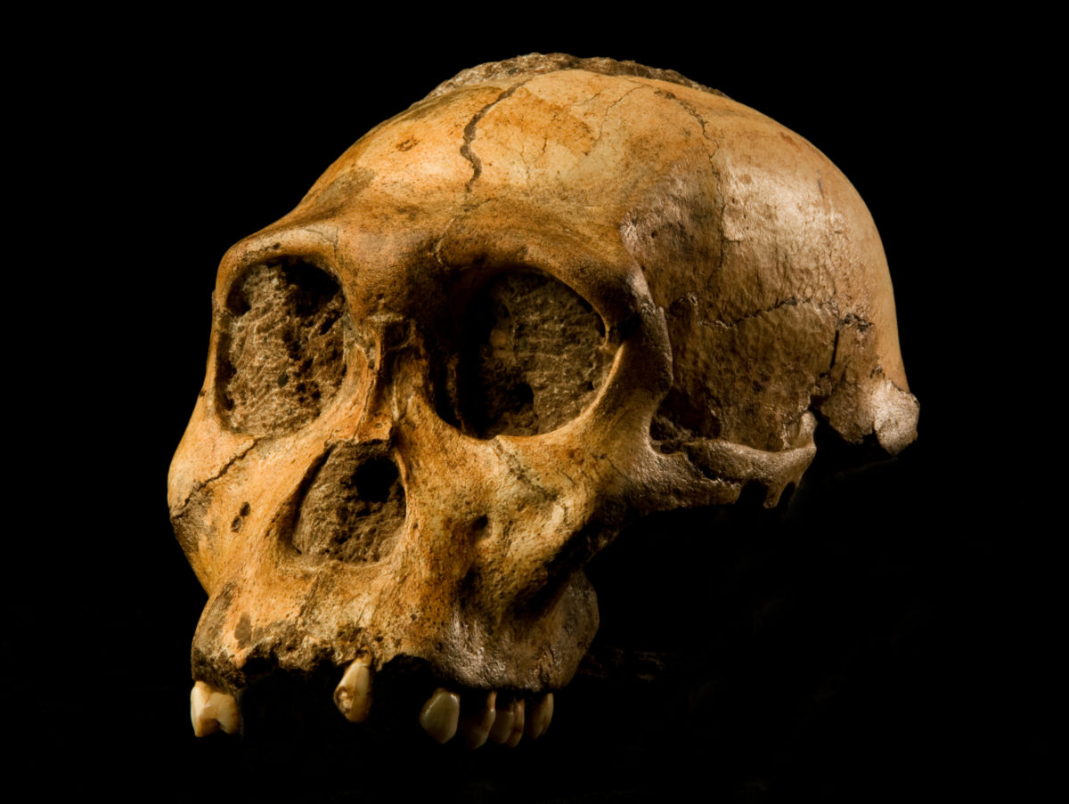 The cranium of Malapa hominid 1 (MH1) from South Africa, named 