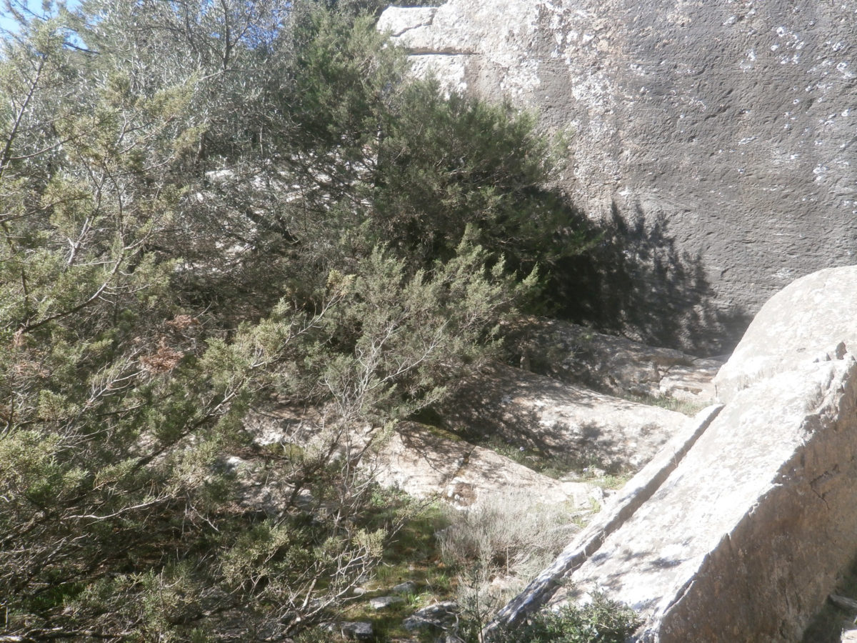 Ancient quarry of Trikorfos 2, with the partially carved columns in situ (photo: Ministry of Culture and Sports)