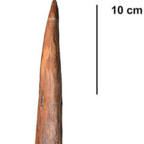 Neanderthal hunting spears could kill at a distance