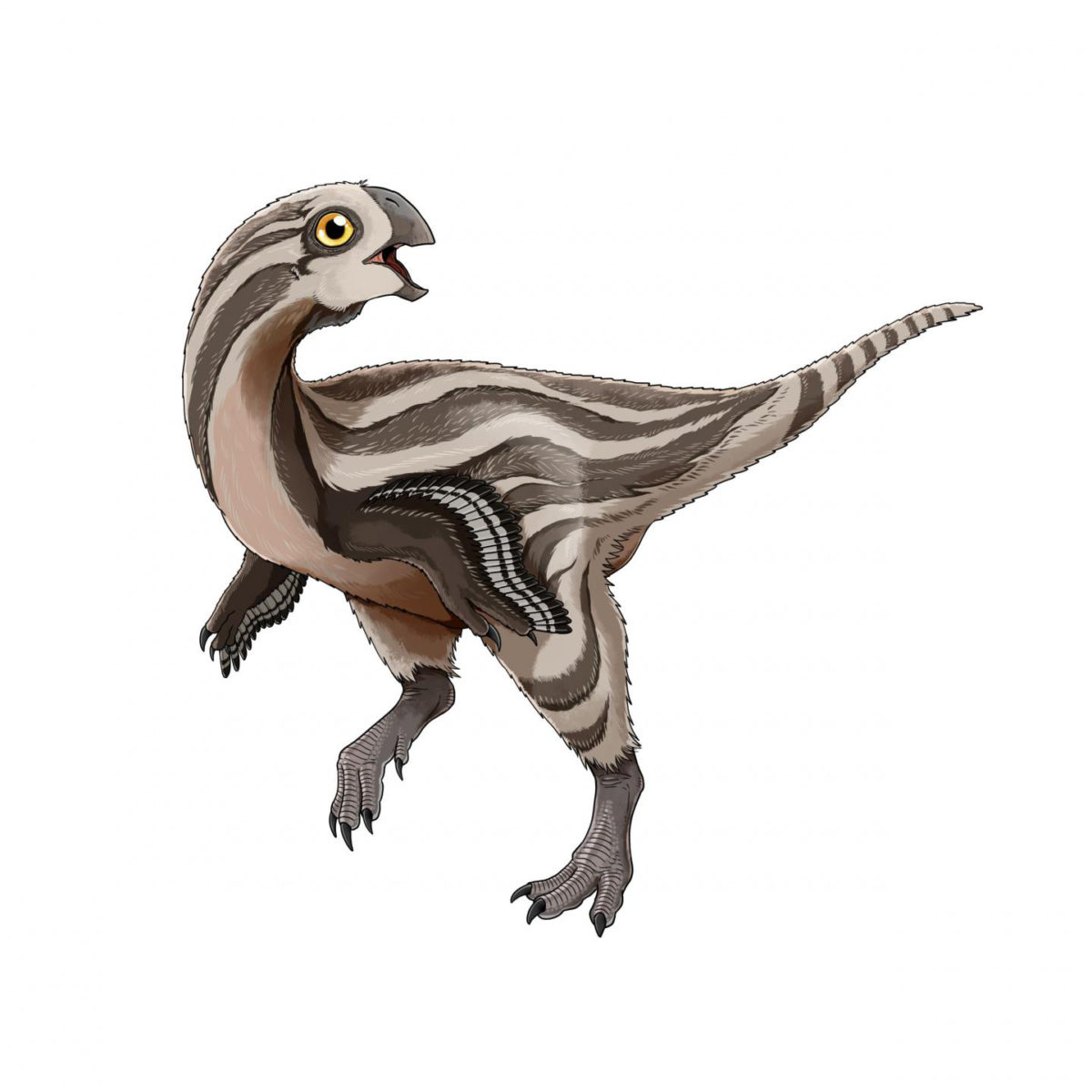 This is a Gobiraptor reconstruction. Credit: Do Yoon Kim (2019)