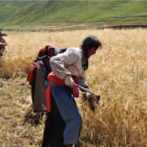 Prehistoric food globalization spanned three millennia