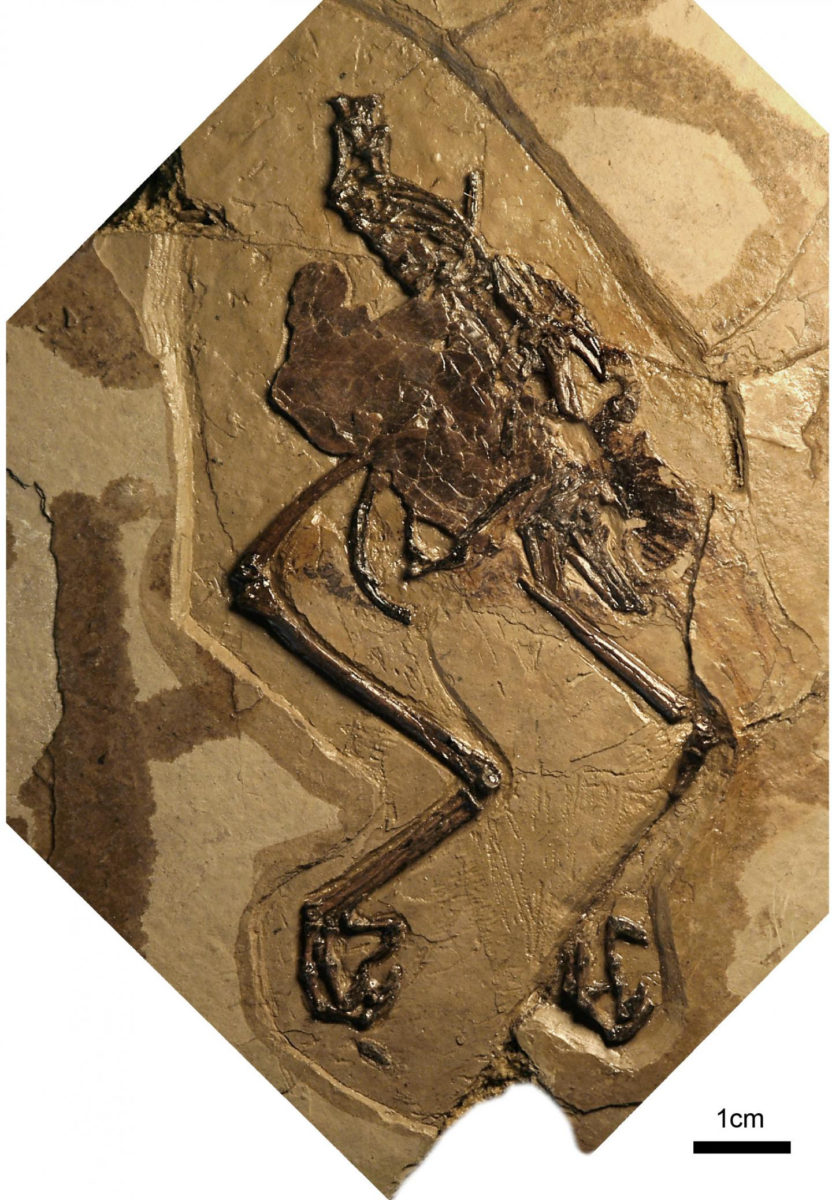 Photograph of the holotype of Avimaia schweitzerae. Credit: Barbara Marrs