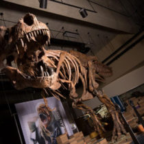 Paleontologists report world’s biggest Tyrannosaurus rex