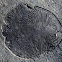 ANU scientists solve mystery shrouding oldest animal fossils