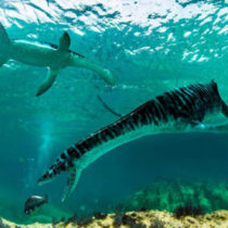 A small plesiosaur lived in Spain 125 million years ago