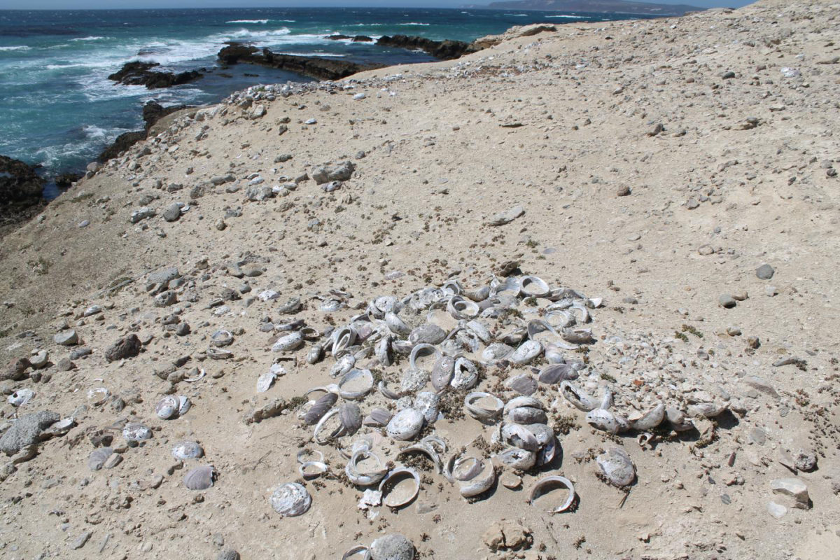 A 19th-century archaeological abalone fishing site on the Northern Channel Islands.
Credit (© 2015 Hannah Haas)