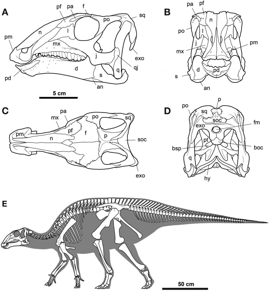 These are skeletal reconstructions of Gobihadros mongoliensis.
Credit: Tsogtbaatar et al, 2019.