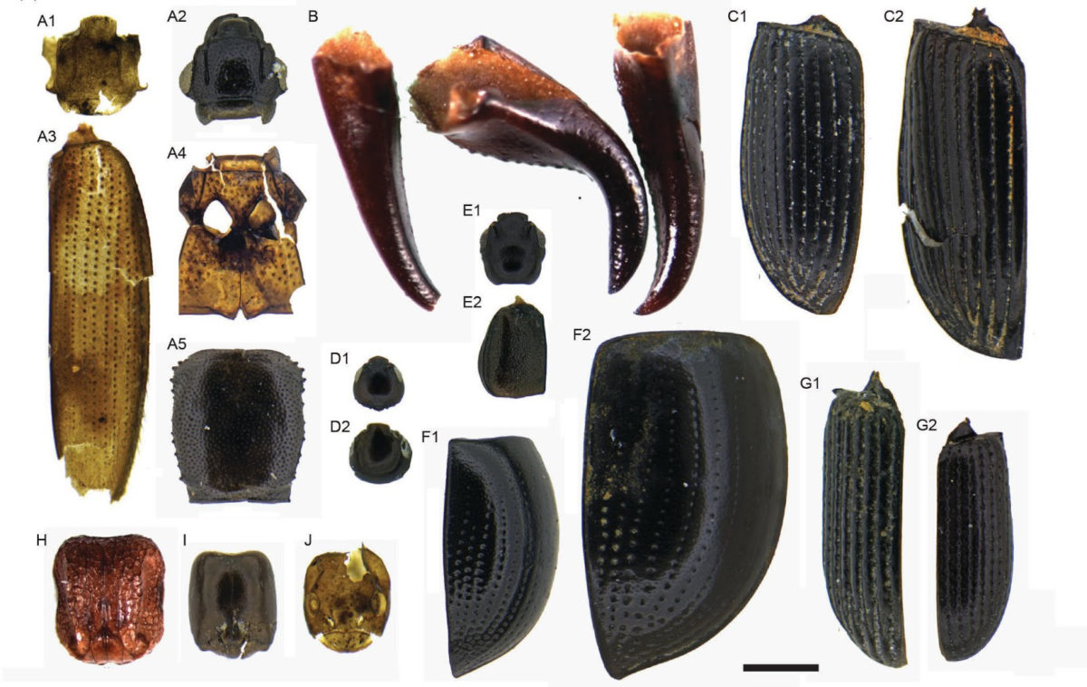 Photomicrographs of the invertebrate fossil taxa. Credit: Nicholas Porch and Matthew Prebble]