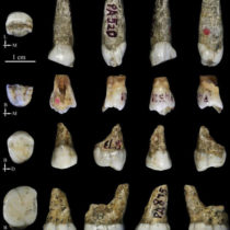 Tongzi hominids are potentially a new human ancestor in Asia