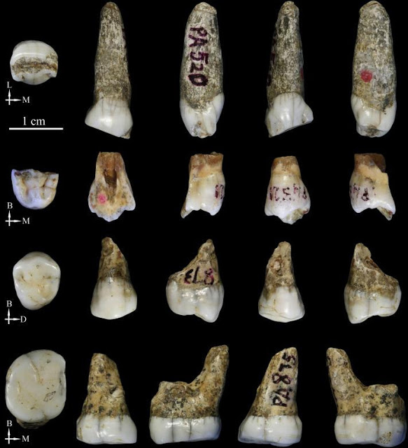 Comparative research has revealed that Tongzi's teeth do not fit the morphological pattern 
of traditional Homo erectus [Credit: CENIEH]
