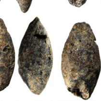 A 5,000-year-old barley grain discovered in Finland changes understanding of livelihoods