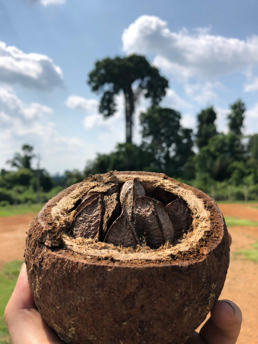 Brazil nut fruit and tree in the background. Credit: Victor L. Caetano Andrade