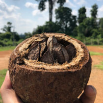 Human history through tree rings: Trees in Amazonia reveal pre-colonial human disturbance