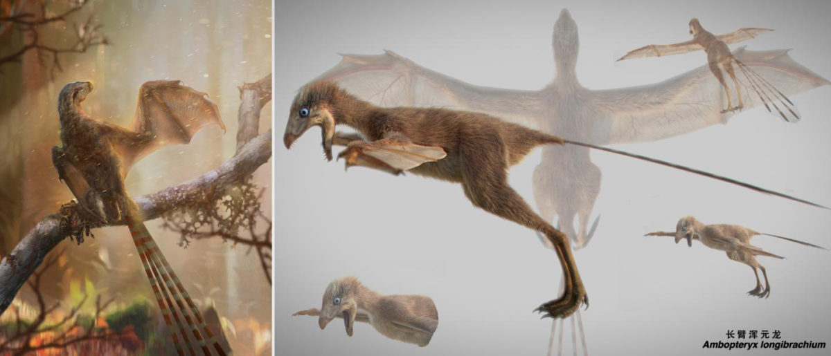 Life reconstruction of the bizarre membranous-winged Ambopteryx longibrachium. Credti: Chung-Tat Cheung