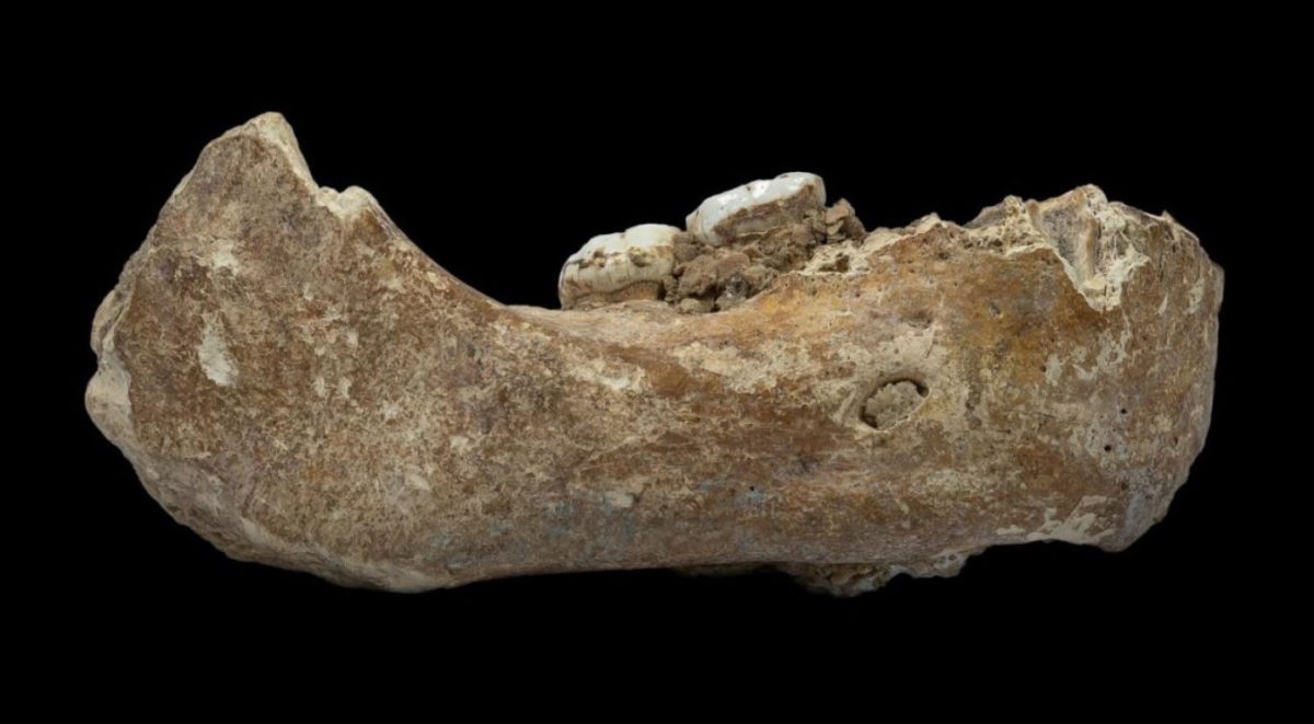 The Xiahe mandible, only represented by its right half, was found in 1980 in Baishiya Karst Cave. Credit : Dongju Zhang, Lanzhou University