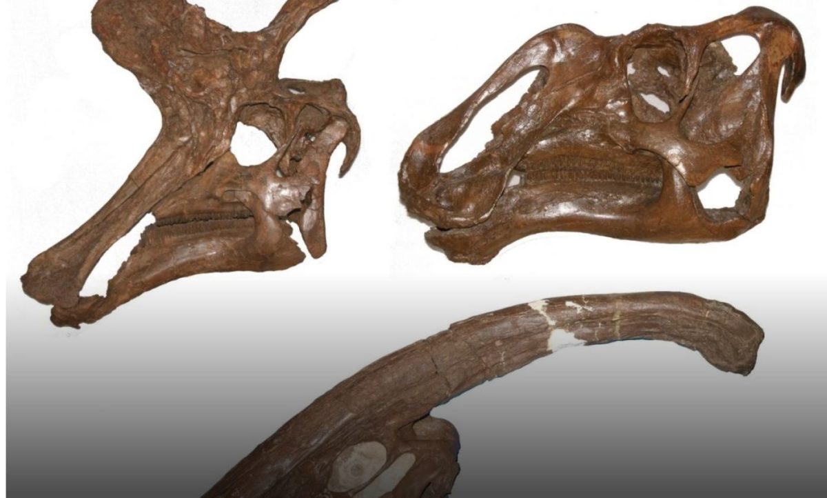 The skulls of three hadrosaur dinosaurs, Lambeosaurus lambei (top left), Gryposaurus notabilis (top right), Parasaurolophus walkeri (lower). Credit : Albert Prieto-Márquez.