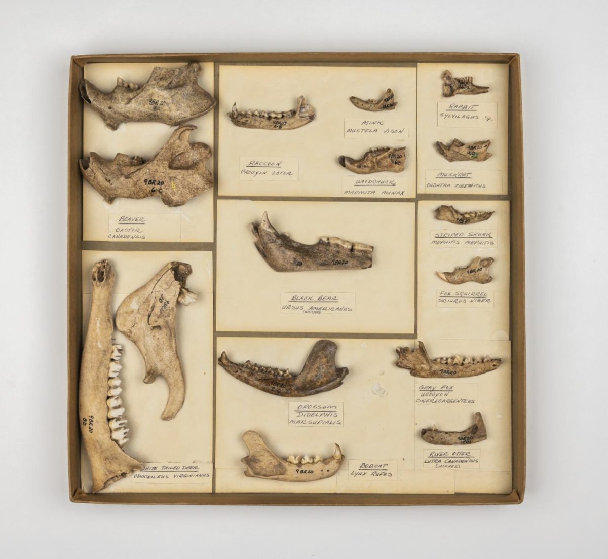 These jawbones come from animals collected at archaeological sites in the southeastern US. The bottom of the black bear jaw in the center box has been cut, possibly for use in a mask. Credit: Florida Museum photo by Kristen Grace