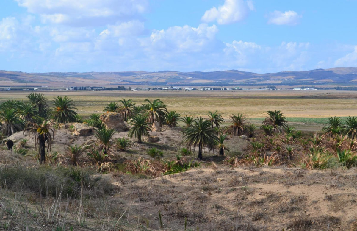 View of the archaeological site in the Medjerda delta. Credit: © Elisa Pleuger