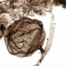 Researchers discover the oldest fossil fungi known to date